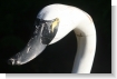 DECOYS