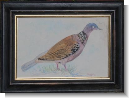 SPOTTED DOVE by HENWIFE, dated 1895