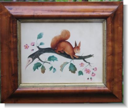 RED SQUIRREL WATER COLOUR c.1830